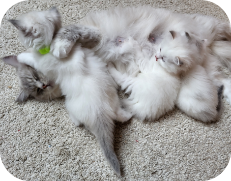 Femelle Ragdoll de l'élevage de Fribourg