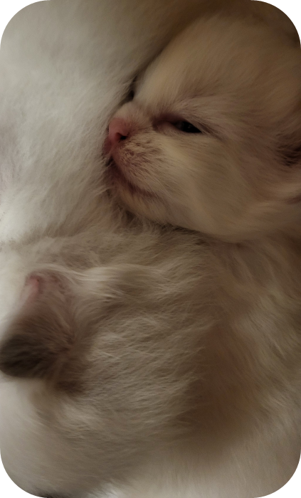 Chaton Ragdoll de race avec pedigree à Fribourg