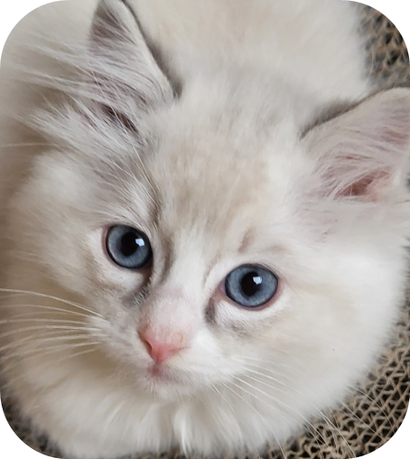 Élevage familial de chats Ragdolls à Fribourg (Suisse)