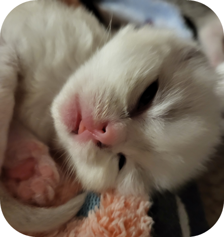 Petit chaton Ragdoll blanc et gris à Fribourg