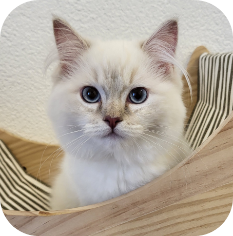 Portée de chatons Ragdolls pure race à Fribourg