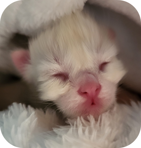 Chaton Ragdoll jouant à l'élevage de Fribourg