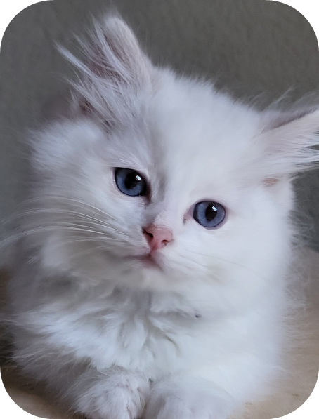 Adopter un chaton Ragdoll à Fribourg - Élevage Miss Josette