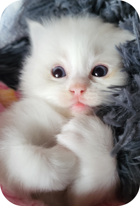 Chat Ragdoll de qualité à Fribourg - Élevage de confiance