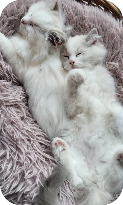 Réserver un chaton Ragdoll à l'élevage de Fribourg