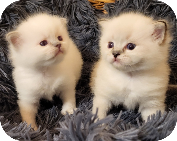 Élevage familial de Ragdolls en Suisse - Fribourg