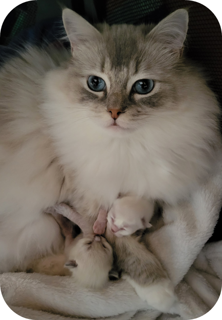 Chaton Ragdoll aux yeux bleus disponible à Fribourg