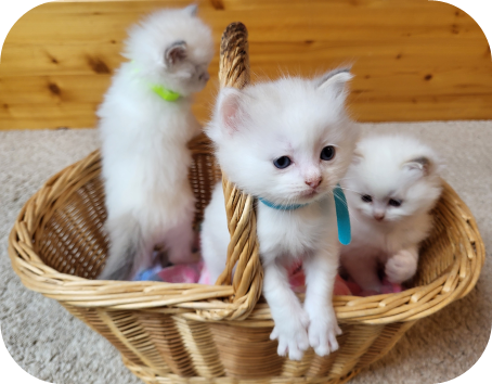 Bébés Ragdolls dans un panier - Élevage Miss Josette Fribourg