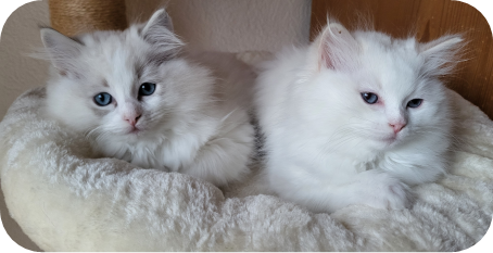 Élevage de chats Ragdolls à Fribourg - Chaton blue point