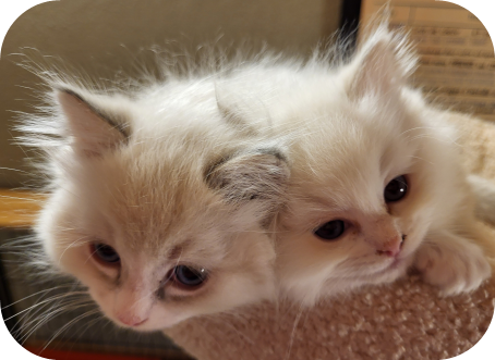 Élevage de Ragdolls Miss Josette : chatons nés à Fribourg