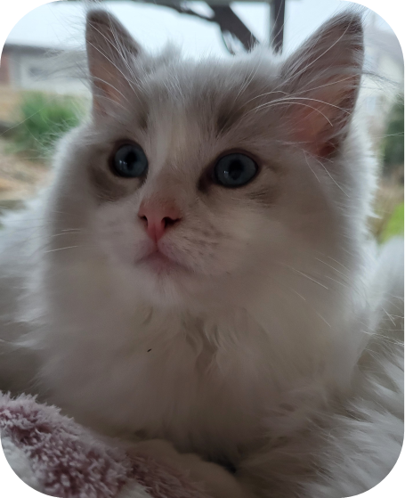 Chatte de race Ragdoll reproductrice à Fribourg