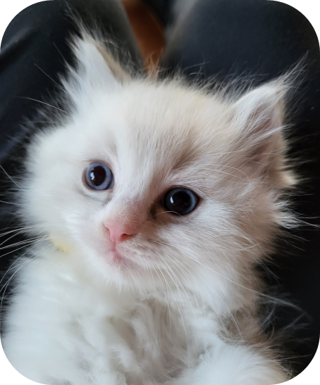 Chaton Ragdoll bicolore aux yeux bleus intenses à Fribourg