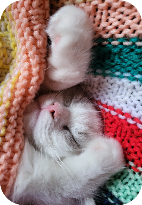 Annonce chaton Ragdoll pure race élevage Fribourg