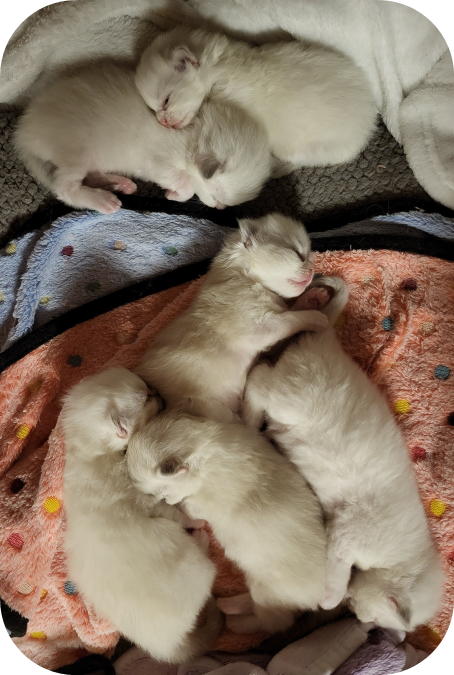 Bébé chat Ragdoll très affectueux à Fribourg