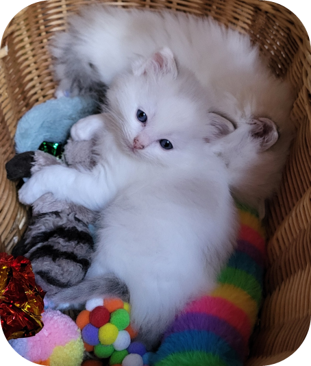 Élevage de chats Ragdolls passionné près de Fribourg