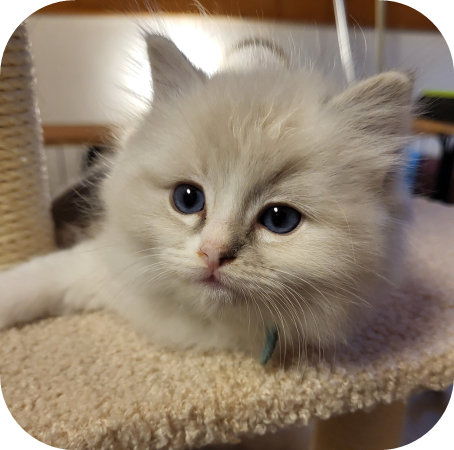 Chaton Ragdoll seal mitted disponible à l'élevage de Fribourg